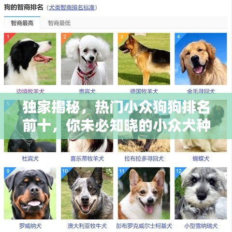 独家揭秘，热门小众狗狗排名前十，你未必知晓的小众犬种推荐！