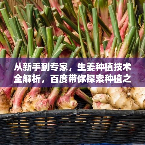 从新手到专家，生姜种植技术全解析，百度带你探索种植之道