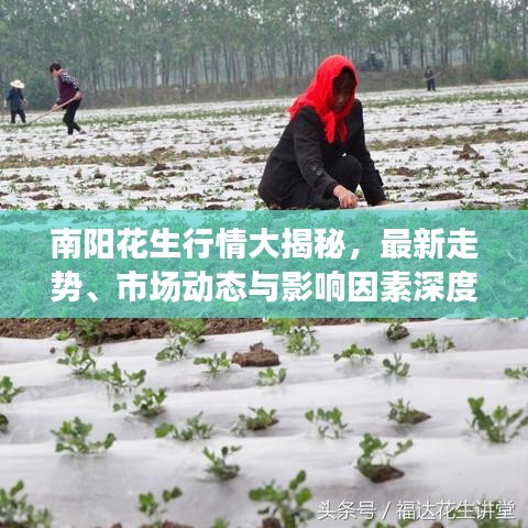 南阳花生行情大揭秘，最新走势、市场动态与影响因素深度解析