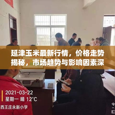 延津玉米最新行情，价格走势揭秘，市场趋势与影响因素深度剖析