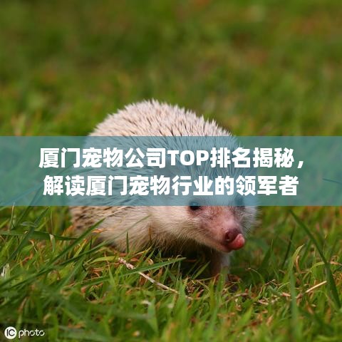 厦门宠物公司TOP排名揭秘，解读厦门宠物行业的领军者