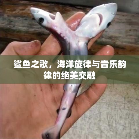 鲨鱼之歌，海洋旋律与音乐韵律的绝美交融