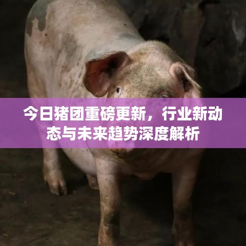 今日猪团重磅更新，行业新动态与未来趋势深度解析