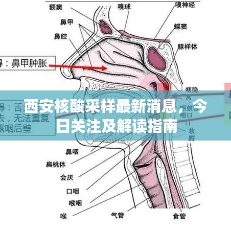 西安核酸采样最新消息，今日关注及解读指南