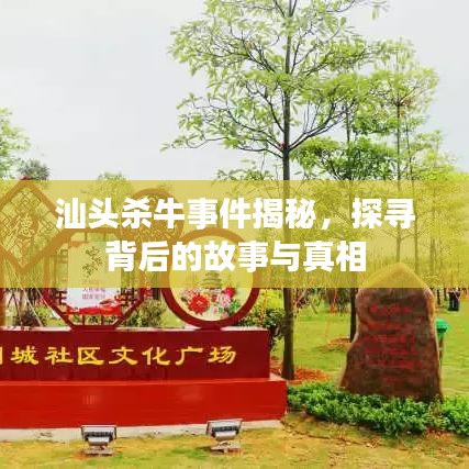 汕头杀牛事件揭秘，探寻背后的故事与真相