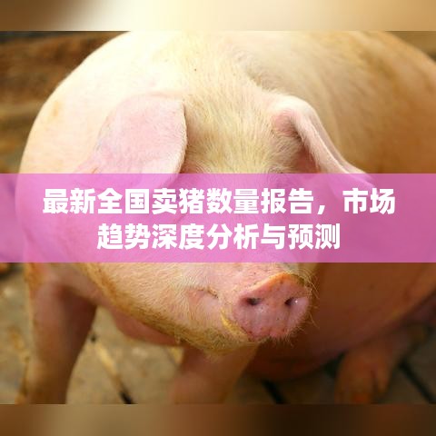 最新全国卖猪数量报告，市场趋势深度分析与预测