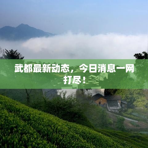 武都最新动态，今日消息一网打尽！
