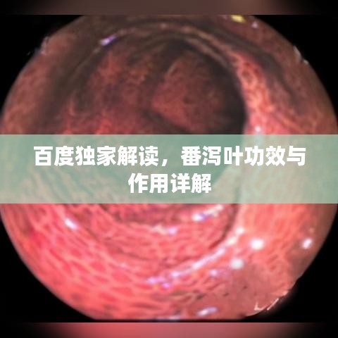 百度独家解读，番泻叶功效与作用详解