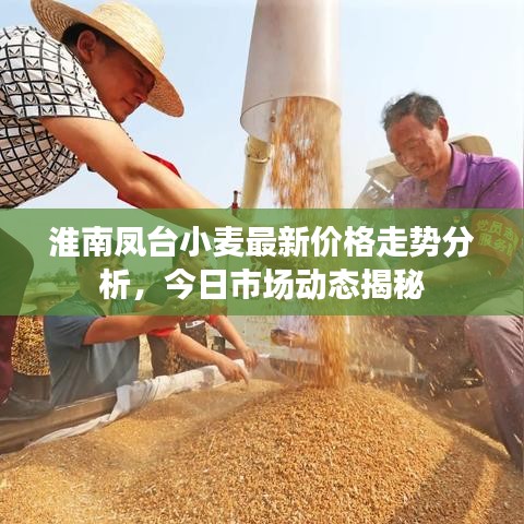 淮南凤台小麦最新价格走势分析，今日市场动态揭秘