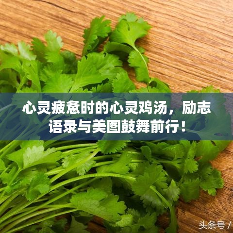 心灵疲惫时的心灵鸡汤，励志语录与美图鼓舞前行！