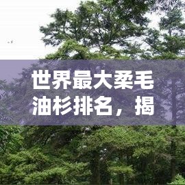 世界最大柔毛油杉排名，揭秘自然巨人之巅