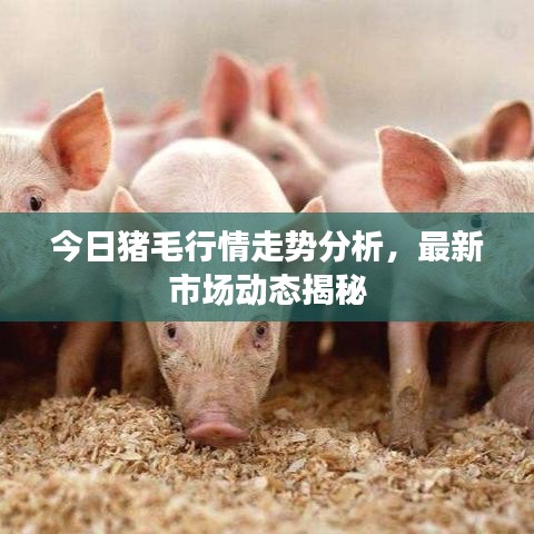 今日猪毛行情走势分析，最新市场动态揭秘