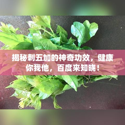 揭秘刺五加的神奇功效，健康你我他，百度来知晓！