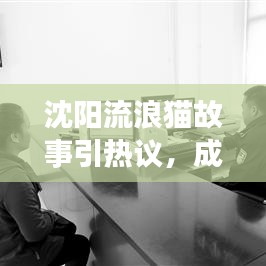 沈阳流浪猫故事引热议，成为城市头条焦点！