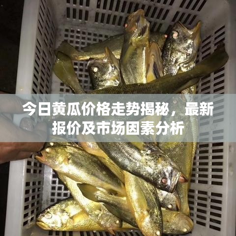 今日黄瓜价格走势揭秘，最新报价及市场因素分析