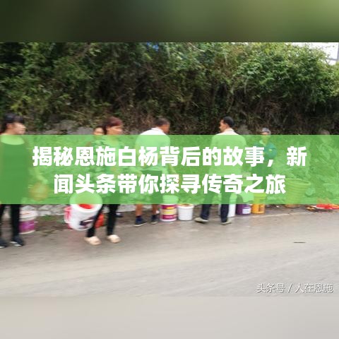 揭秘恩施白杨背后的故事，新闻头条带你探寻传奇之旅