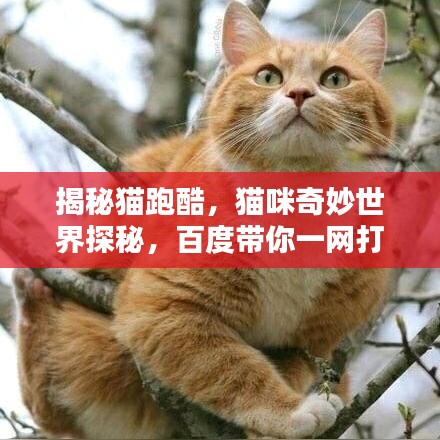 揭秘猫跑酷，猫咪奇妙世界探秘，百度带你一网打尽！