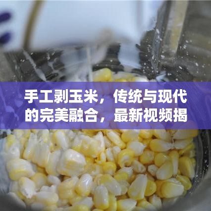 手工剥玉米，传统与现代的完美融合，最新视频揭秘！