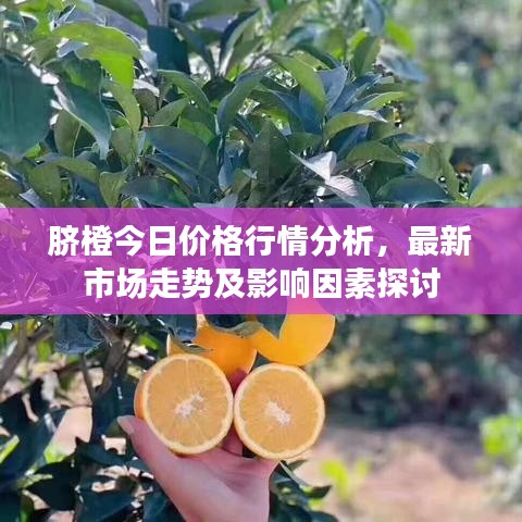 脐橙今日价格行情分析，最新市场走势及影响因素探讨