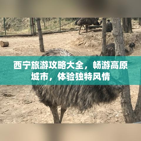 西宁旅游攻略大全，畅游高原城市，体验独特风情