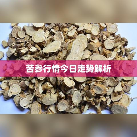 苦参行情今日走势解析