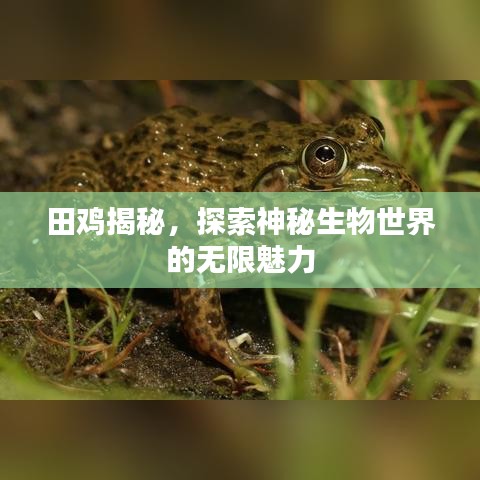 田鸡揭秘，探索神秘生物世界的无限魅力