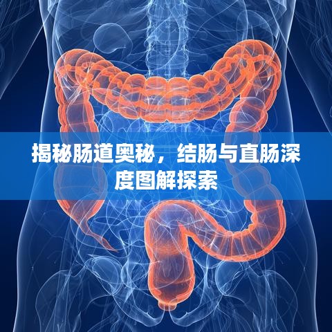 揭秘肠道奥秘，结肠与直肠深度图解探索