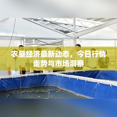 农垦经济最新动态，今日行情走势与市场洞察