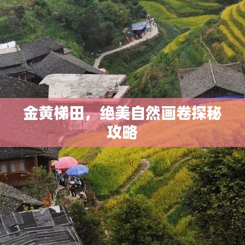 金黄梯田，绝美自然画卷探秘攻略