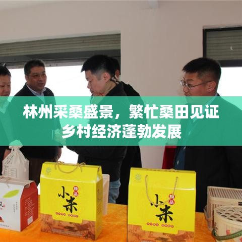 林州采桑盛景，繁忙桑田见证乡村经济蓬勃发展