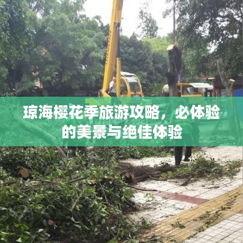 琼海樱花季旅游攻略，必体验的美景与绝佳体验