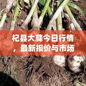 杞县大蒜今日行情，最新报价与市场深度解析