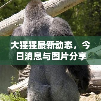大猩猩最新动态，今日消息与图片分享，探索猩猩世界的精彩瞬间