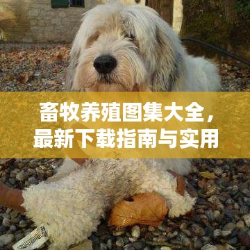 畜牧养殖图集大全，最新下载指南与实用资源汇总