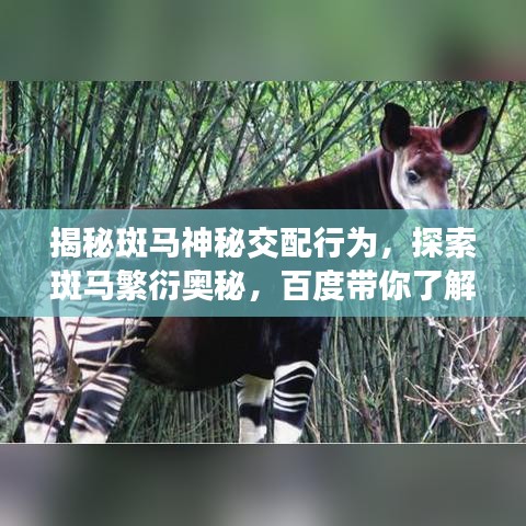 揭秘斑马神秘交配行为，探索斑马繁衍奥秘，百度带你了解斑马交配知识