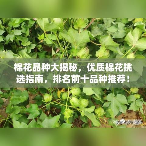 棉花品种大揭秘，优质棉花挑选指南，排名前十品种推荐！