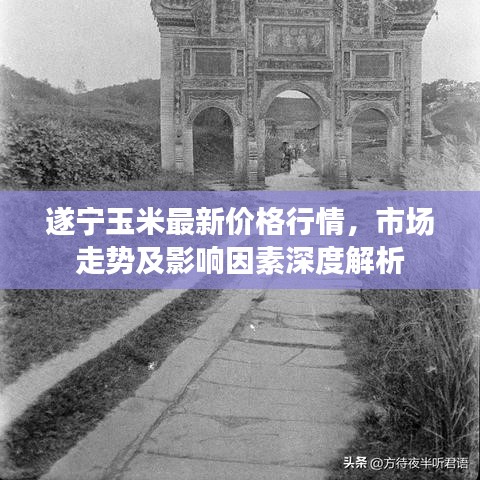 遂宁玉米最新价格行情，市场走势及影响因素深度解析