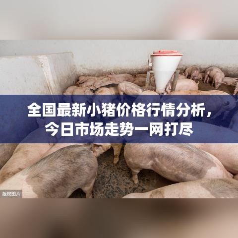 全国最新小猪价格行情分析，今日市场走势一网打尽