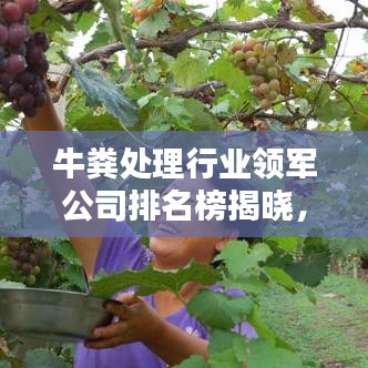 牛粪处理行业领军公司排名榜揭晓，引领行业力量，塑造绿色未来