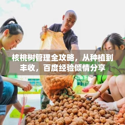 核桃树管理全攻略，从种植到丰收，百度经验倾情分享