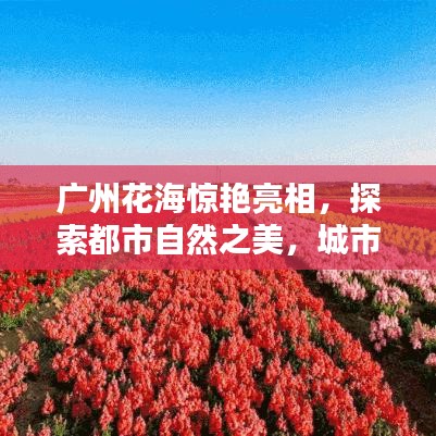 广州花海惊艳亮相，探索都市自然之美，城市中的花海秘境