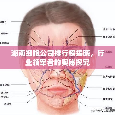 湖南细胞公司排行榜揭晓，行业领军者的奥秘探究