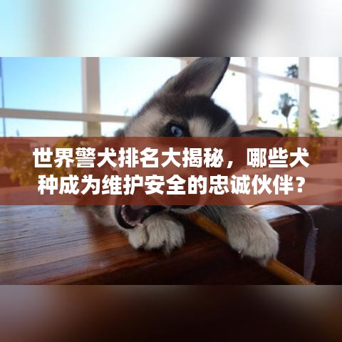 世界警犬排名大揭秘，哪些犬种成为维护安全的忠诚伙伴？