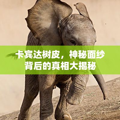 卡宾达树皮，神秘面纱背后的真相大揭秘