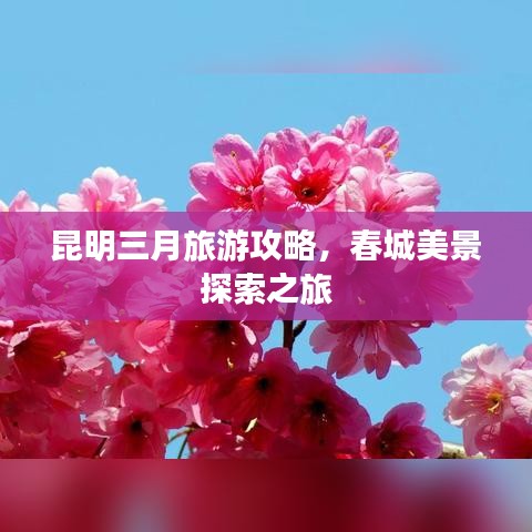 昆明三月旅游攻略，春城美景探索之旅