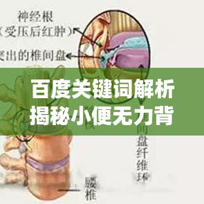 百度关键词解析揭秘小便无力背后的真相，症状深度剖析