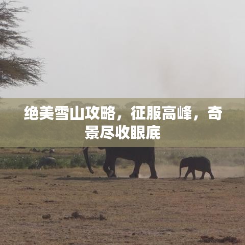 绝美雪山攻略，征服高峰，奇景尽收眼底
