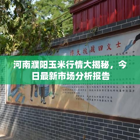 河南濮阳玉米行情大揭秘，今日最新市场分析报告