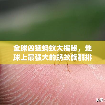 全球凶猛蚂蚁大揭秘，地球上最强大的蚂蚁族群排名！