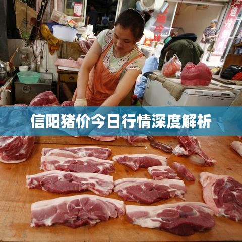 信阳猪价今日行情深度解析